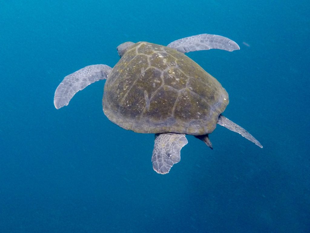 SBornstein Galapagos SeaTurtle VincenteRocaCove SBornstein Galapagos SeaTurtle VincenteRocaCove