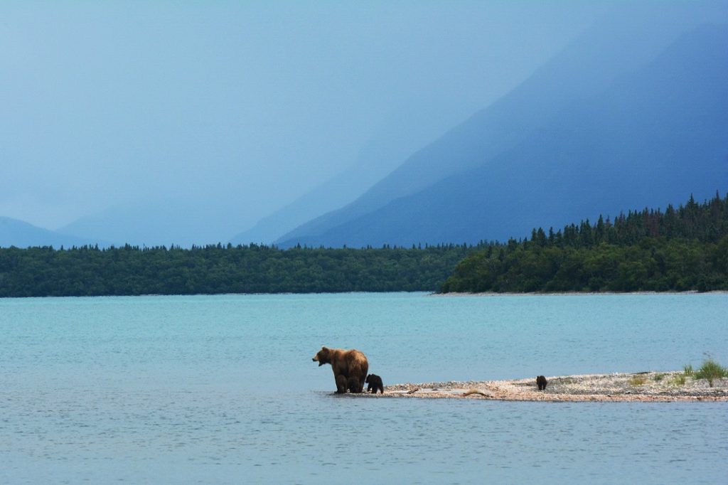 A mother bear teaches her cubs to swim on the edge of Naknek Lake, in Alaska&rsquo;s Katmai National Park