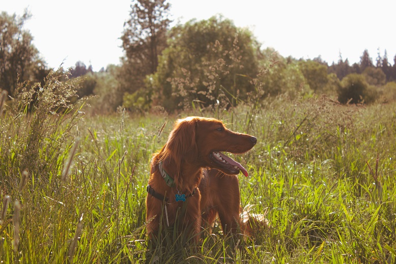 Wilderness Encounters - Irish Setter dog standing in a grass field.