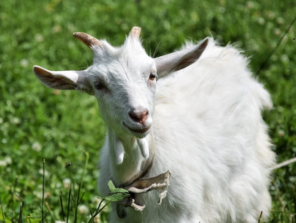 Latvia Goat
