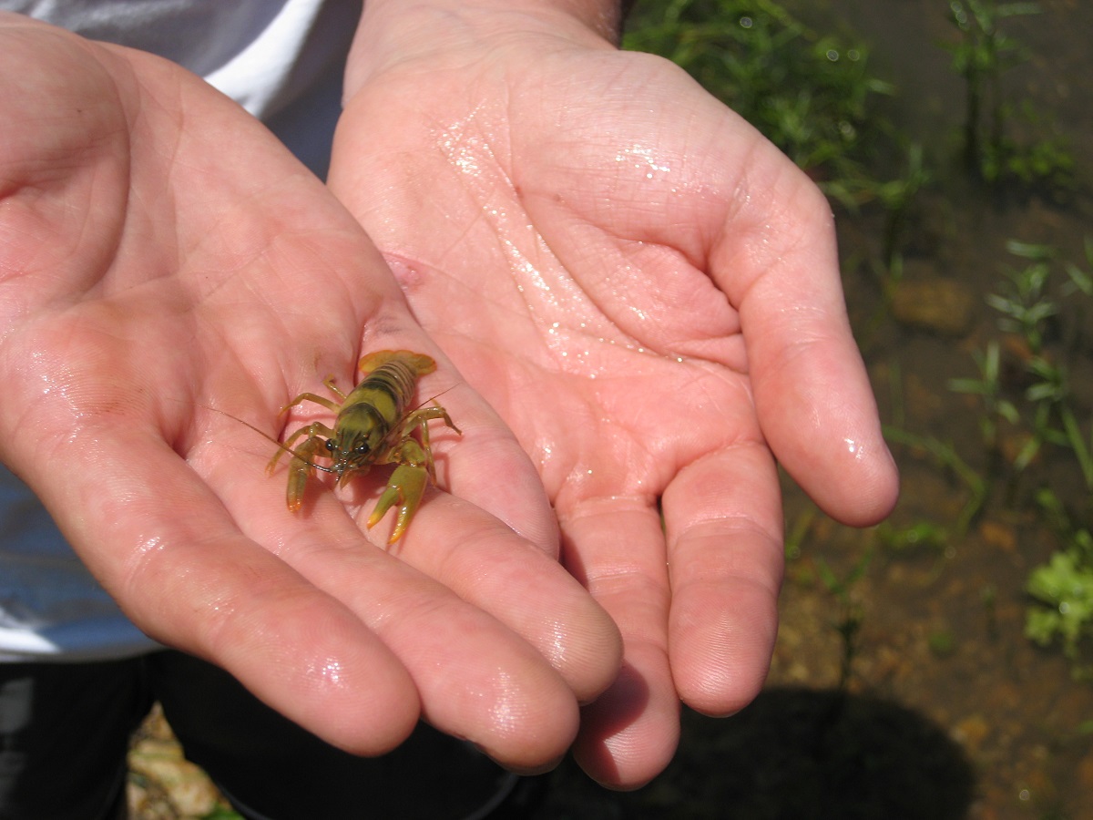 small yellow crawfish in two joined human hands