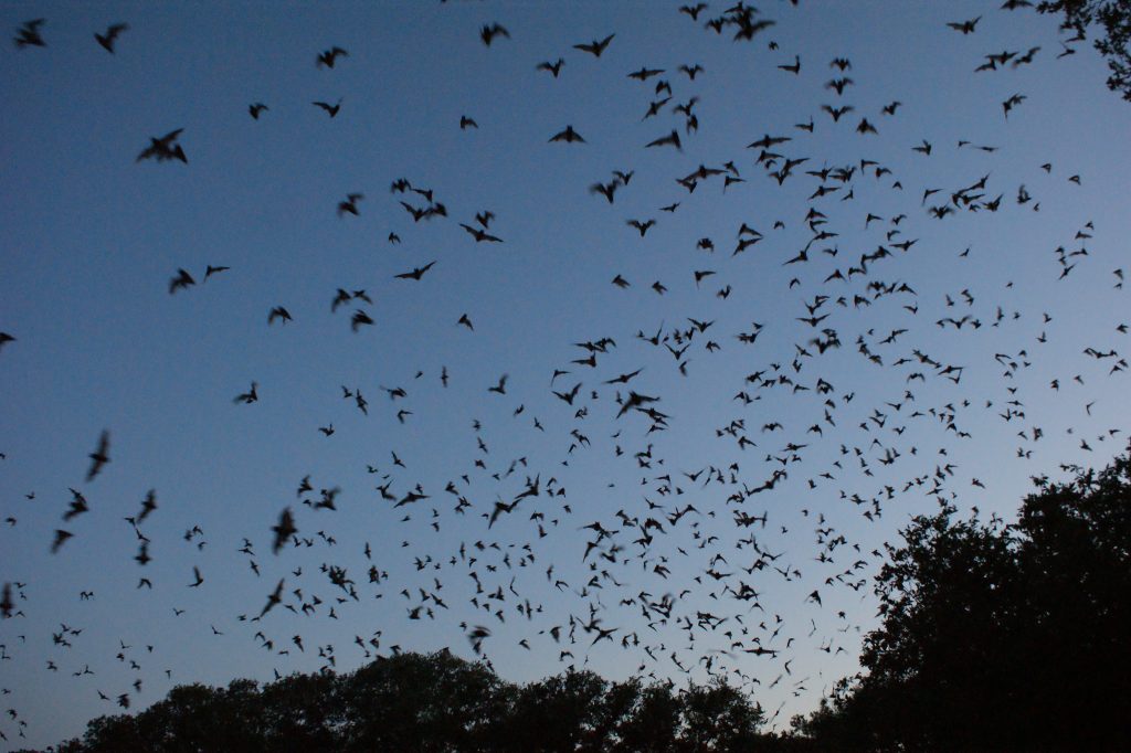 Bracken Cave Bats Mexico North American Wildlife Viewing Adventures 1 Bracken Cave Bats Mexico North American Wildlife Viewing Adventures 1