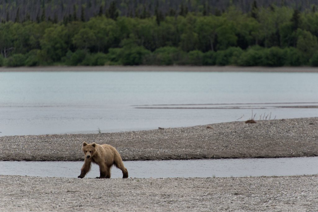 Brown Bears North American Wildlife Viewing Adventures 3