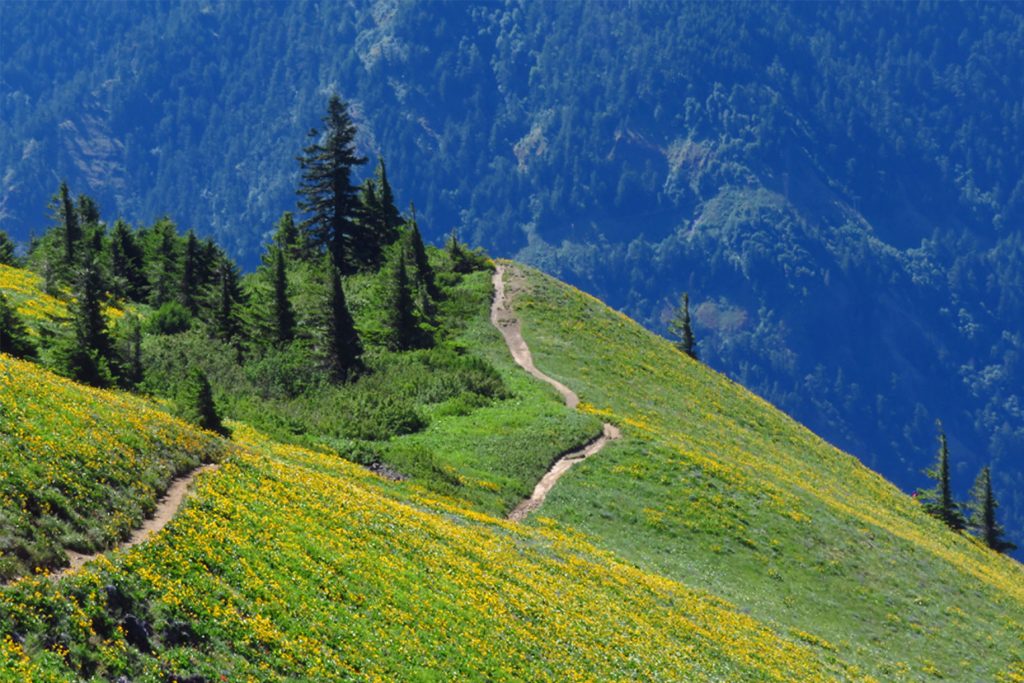 BEST WILDFLOWER HIKES NEAR PORTLAND Dog Mountain Trail
