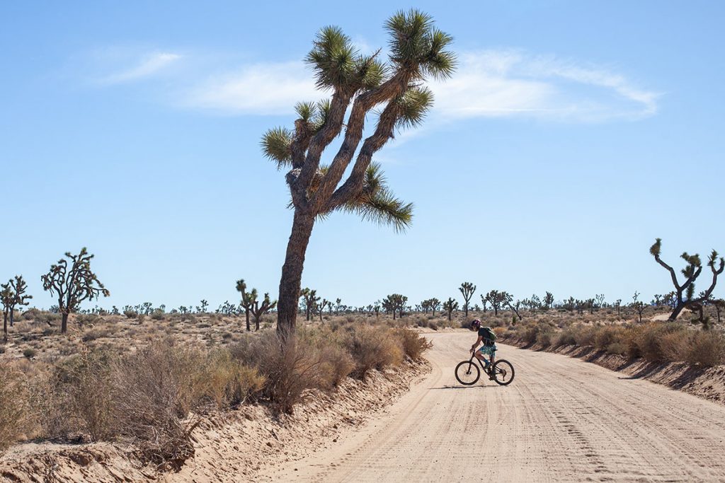 Cyclist on a dirt road surrounded by Joshua trees and other desert vegetation