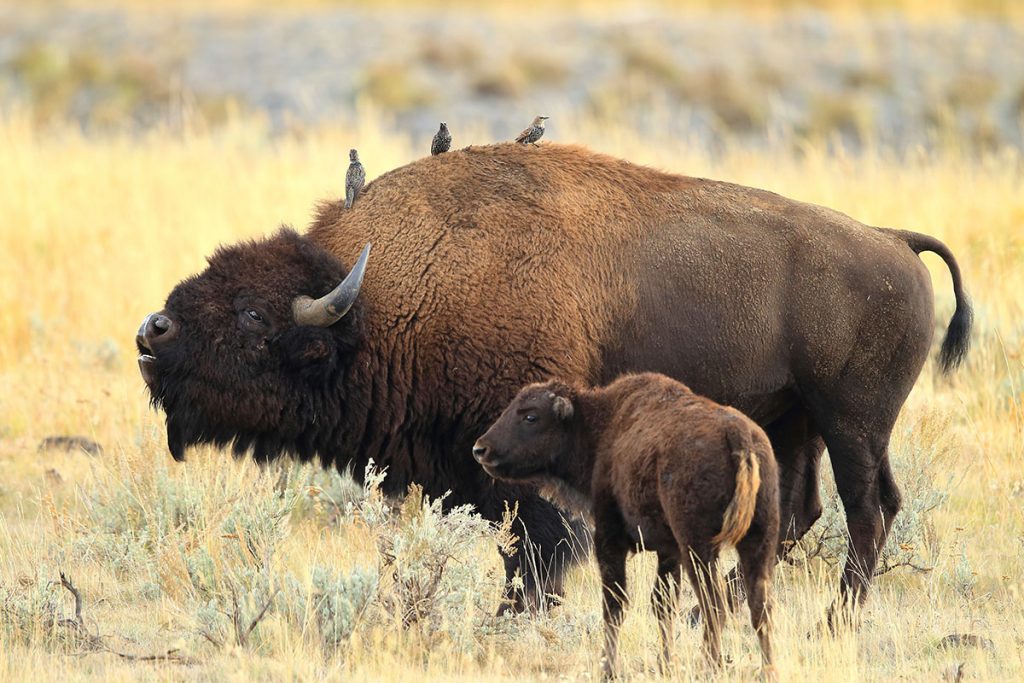Mom Bison Withs her Baby