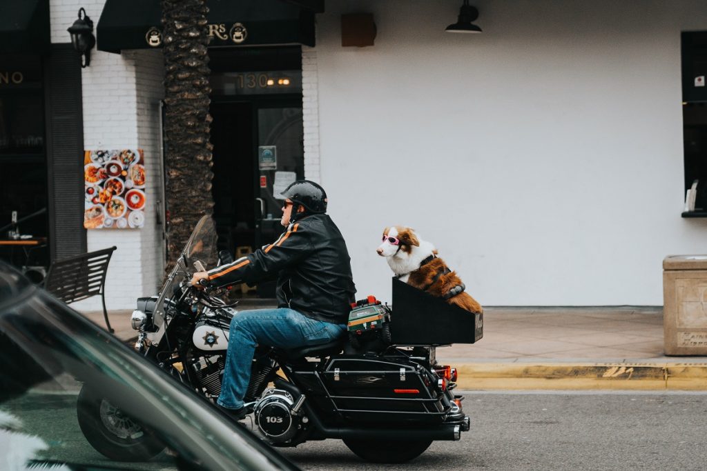 man in black jacket and blue jeans riding motorcycle with a dog in the back