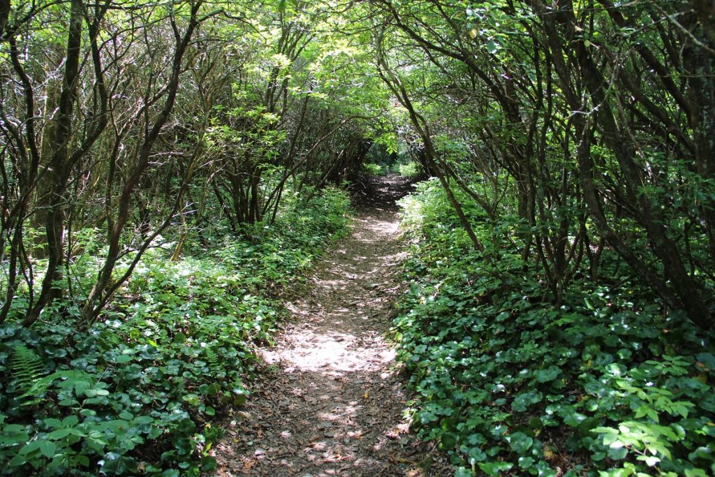 trail road between green trees and bushes