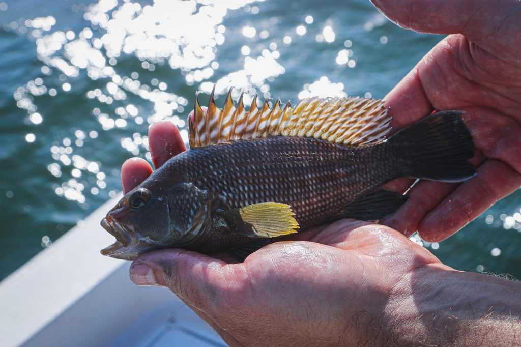 gray fish with yellow fins on persons hand