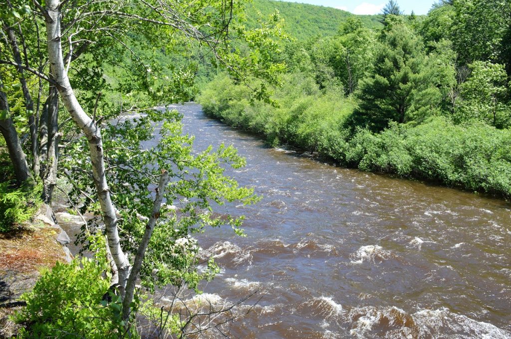 river surrounded by green grass and trees