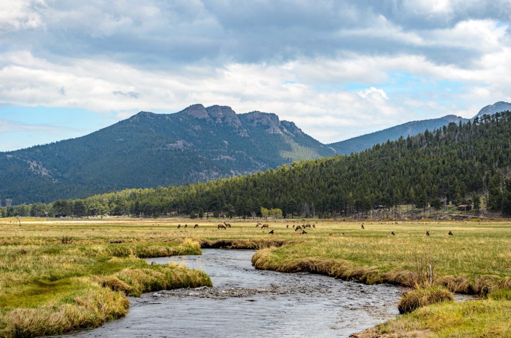 water stream surrounded by green field with elk and mountains in the back