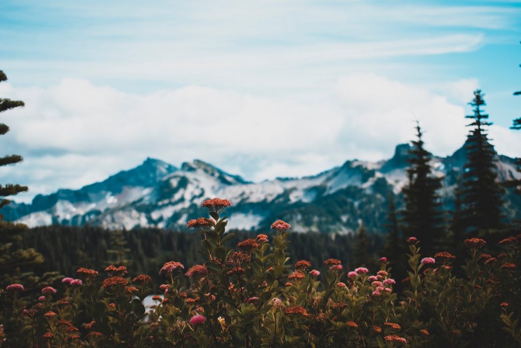 red flowers in front of snowy mountain