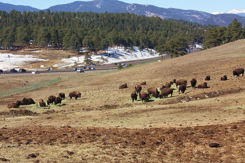 Bison Herd at Genesee Park