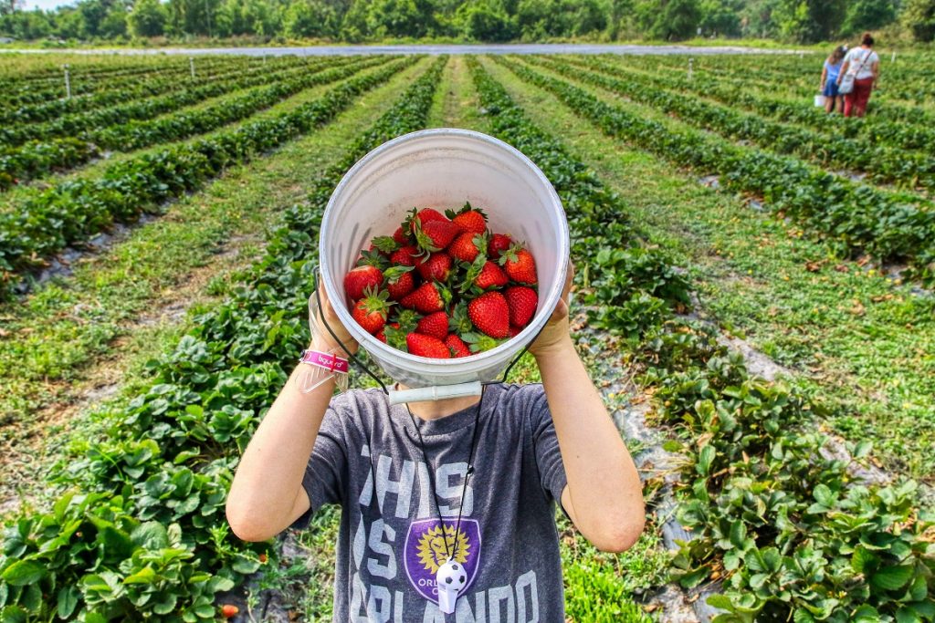 boy in gray shirt holding white plastic bucket with strawberries