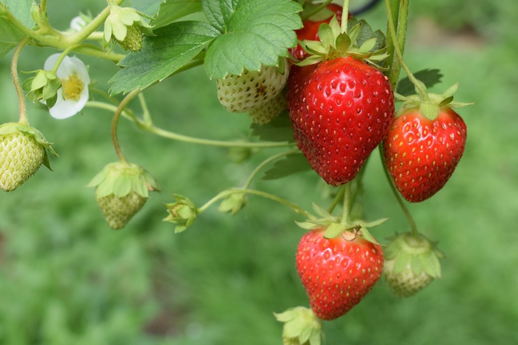 red and green strawberries on a plant