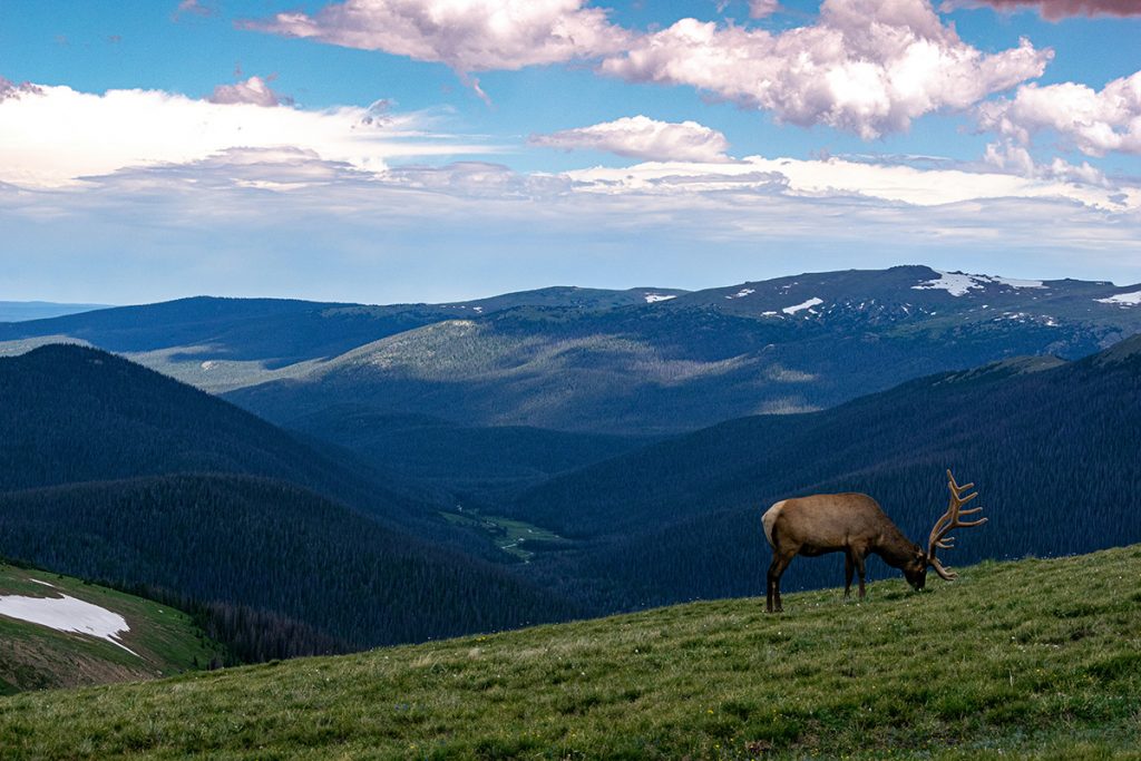 brown moose on top of the mountain