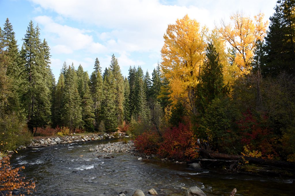 river between pine trees in fall