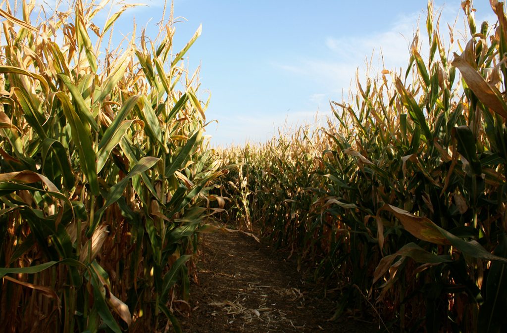 a path between the corn plants