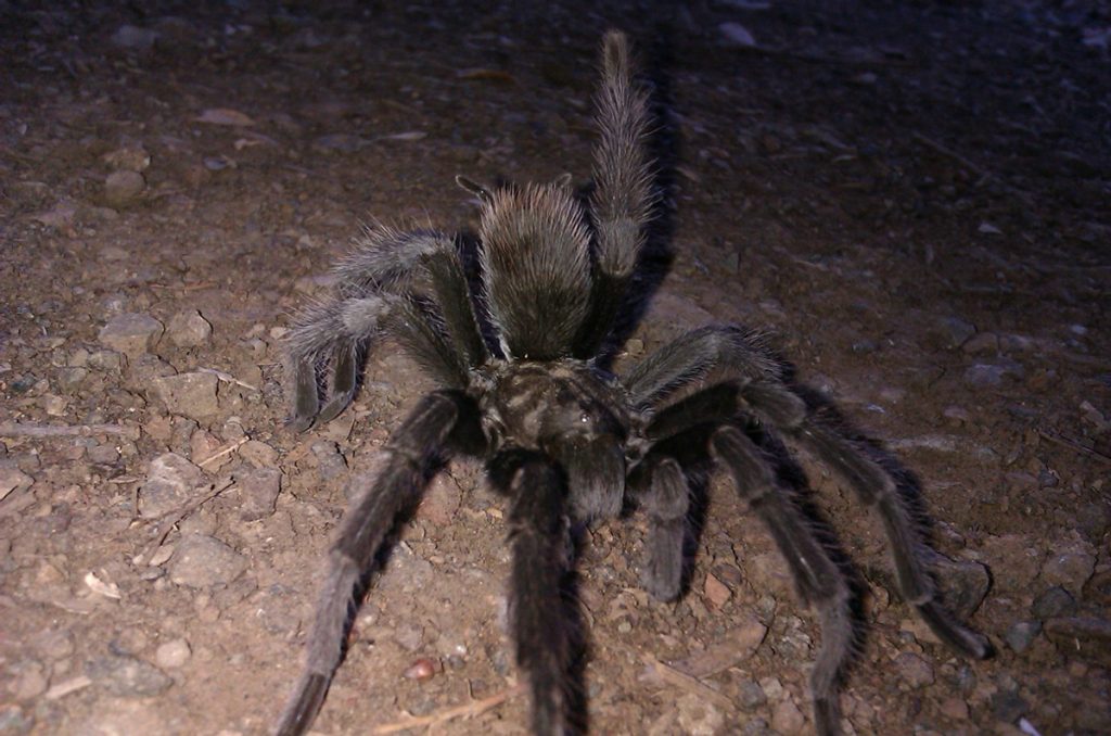 black tarantula during nighttime