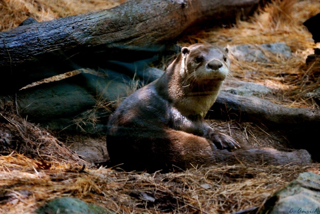 brown otter laying on brown grass and leaves