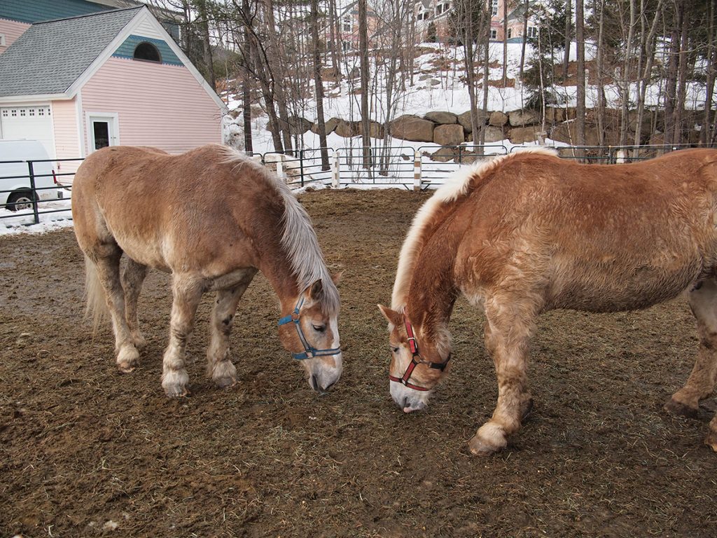 two brown bavarian horses at a farm