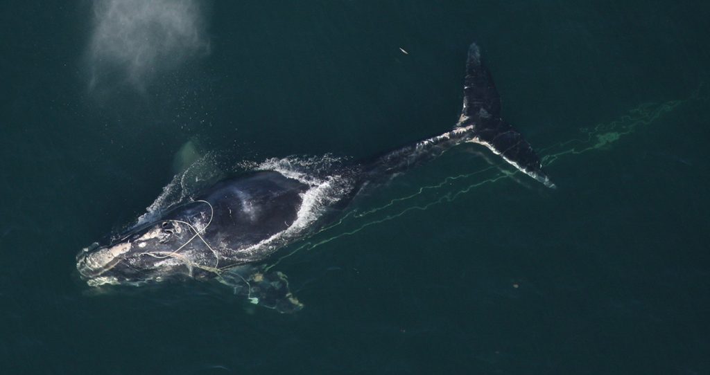 North Atlantic right whale in the water