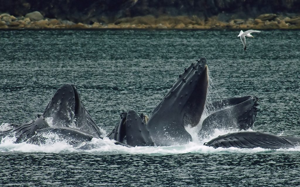 humpback whales bubble net fishing in the ocean