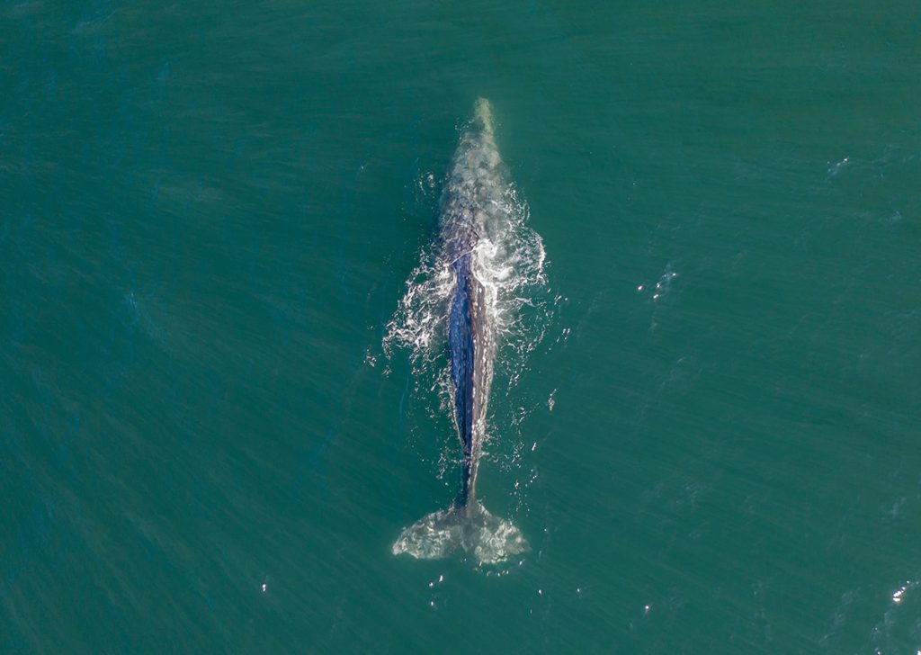 gray whale in body of water
