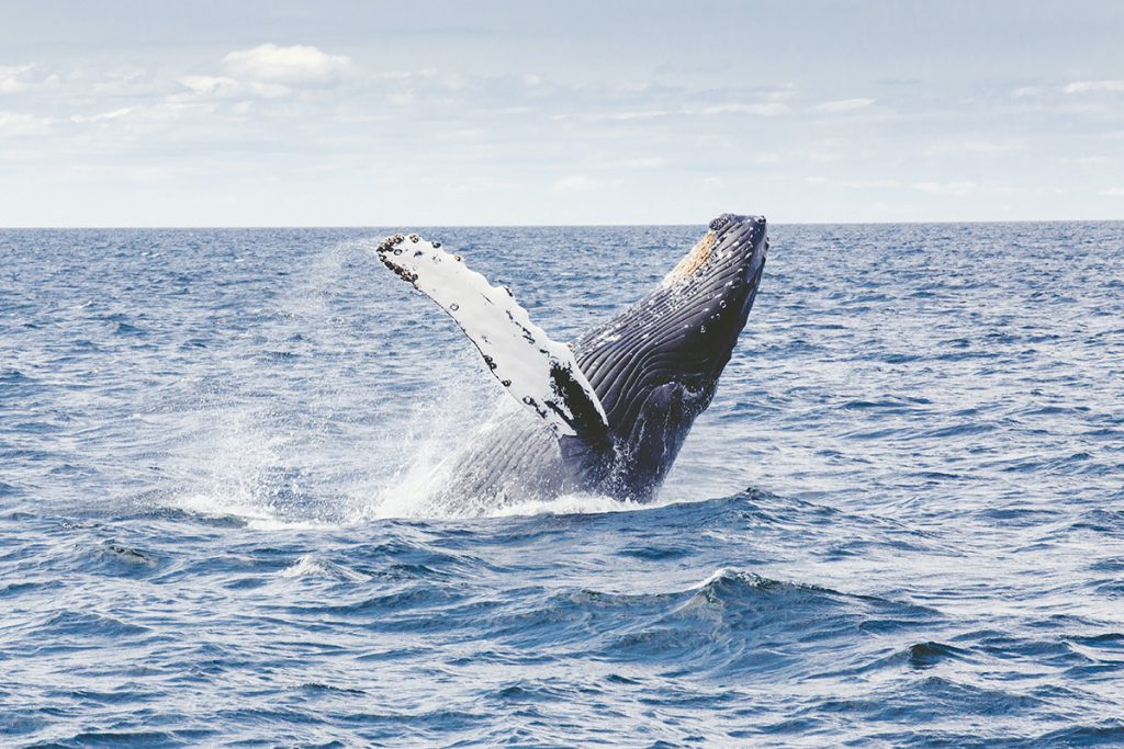 humpback whale near Cape Cod