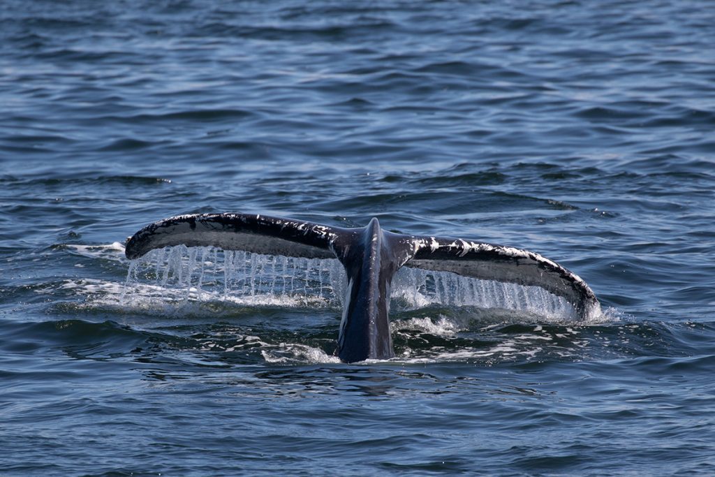 tale of the humback whale in the water
