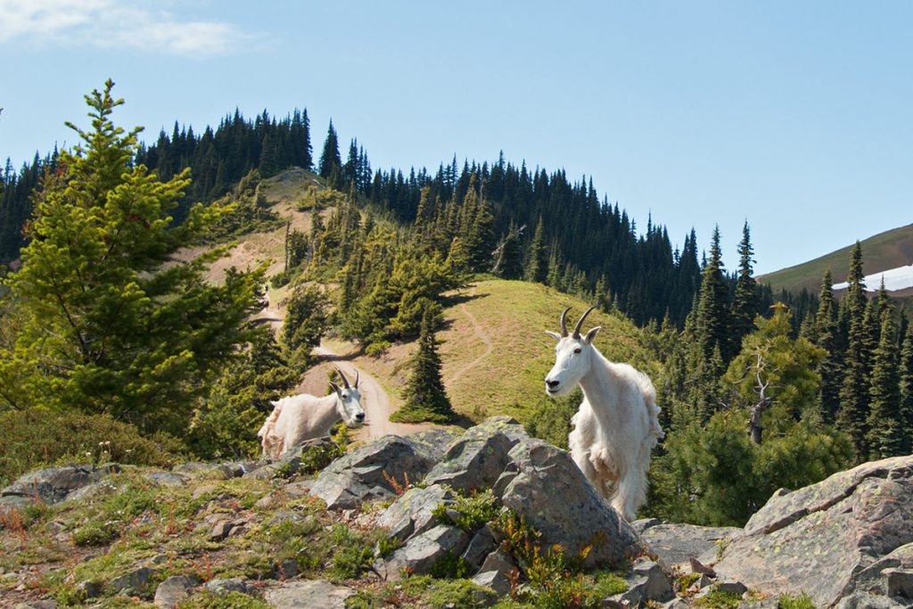 two wild white goats on a rocky hill