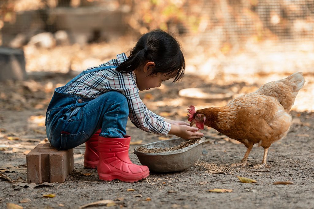 Asian little girl feeding the chicken