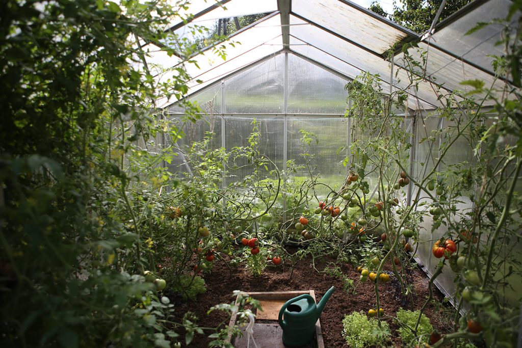 tomatoes in green house 