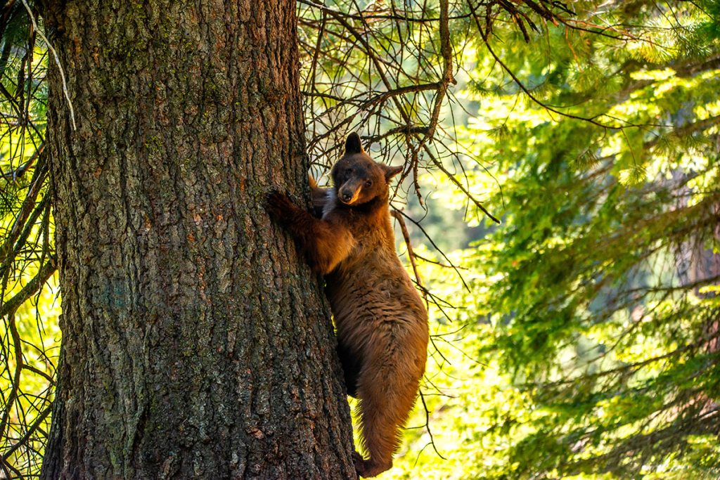 Bear Climbing a Tree