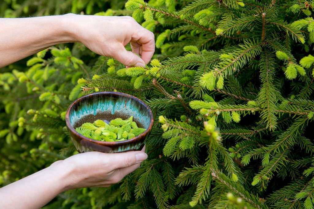 Close up view of woman person hand picking fresh young spruce tree