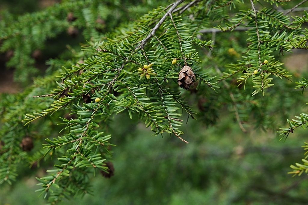 Spring branch with cone and flowers of coniferous Eastern Hemlock tree