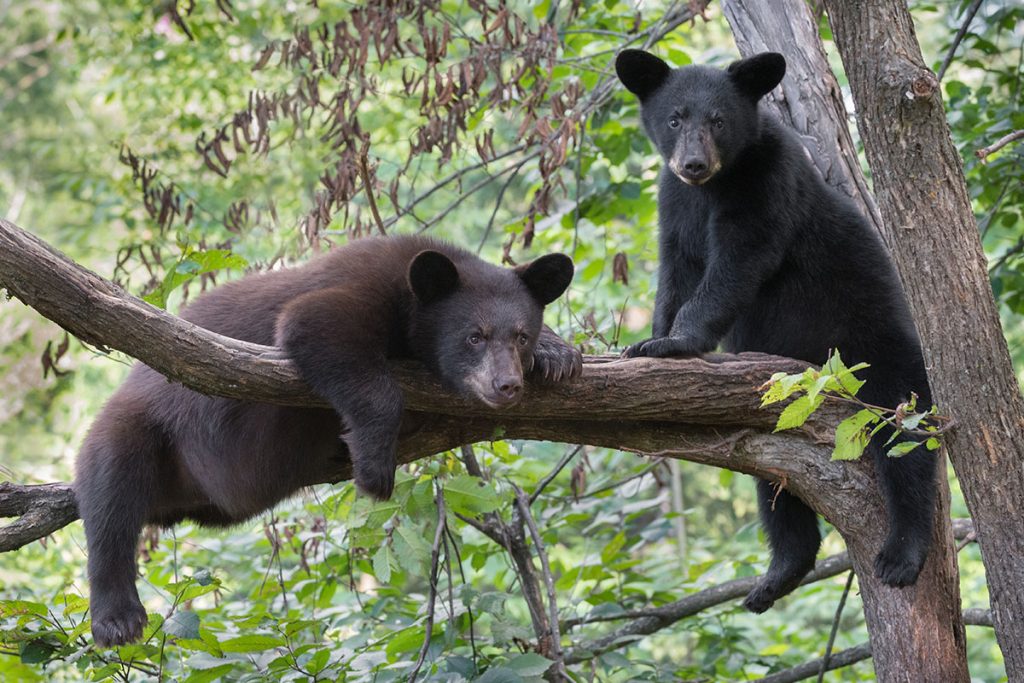 Two Black Bears On The Tree