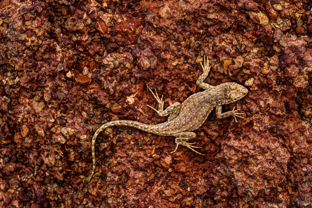 A close-up image of a lizard in the rocky region