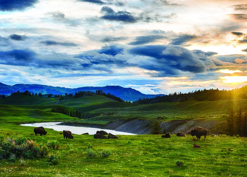Buffaloes in Yellowstone national park