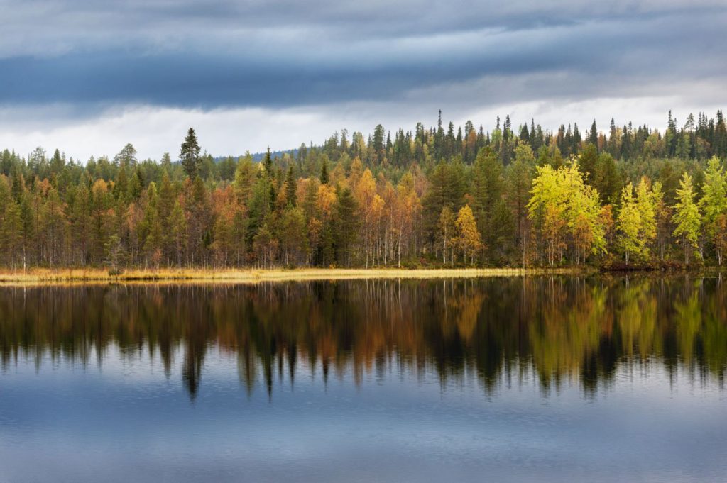 A lake and a forest in Lapland, Finland.