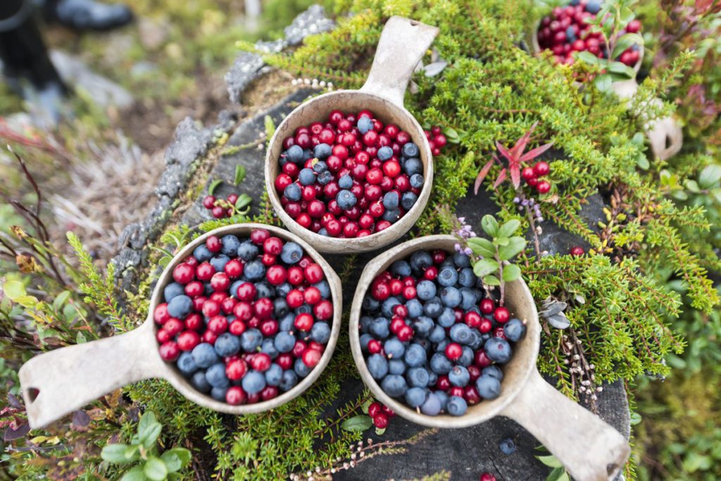 Wooden bowls filled with two different berries placed on a overgrown rock in Finland.