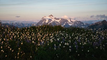 flower field with snowy mountain in background