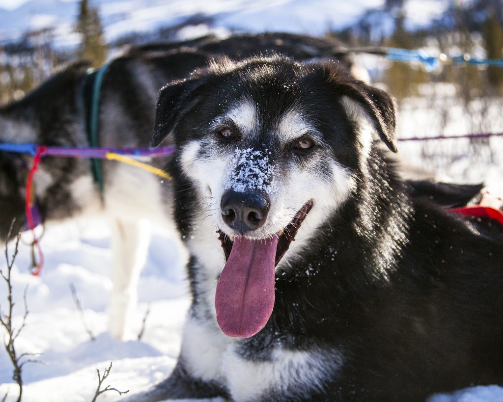 A dog prepares for skijoring in a sunny winter day.