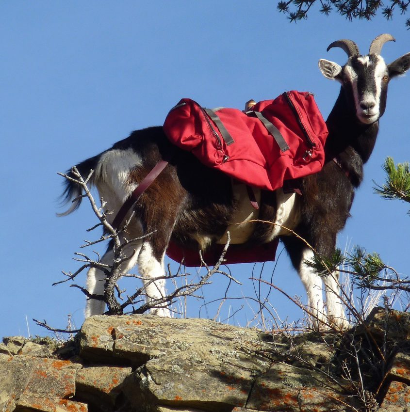 Hiking With Pack Goats is a Thing featured image