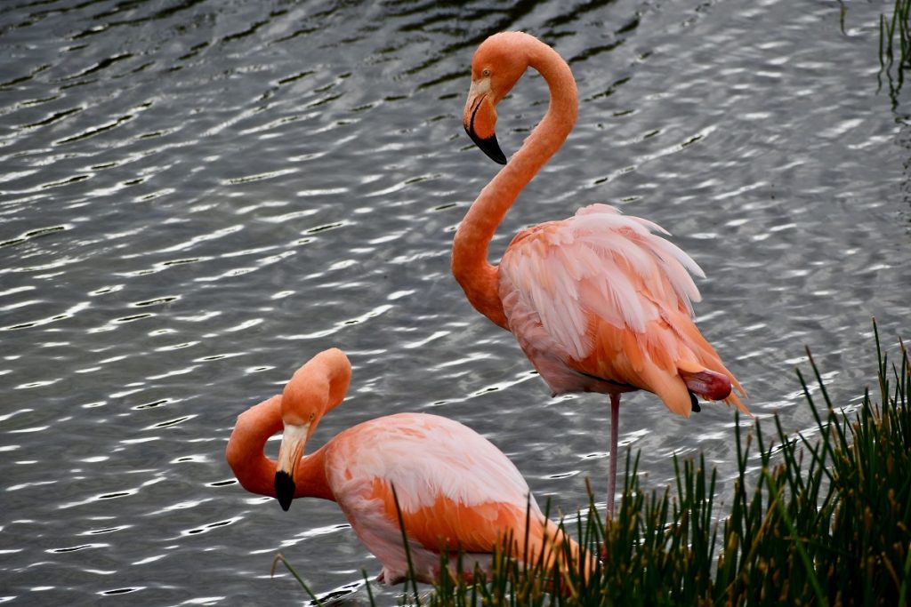 SBornstein Galapagos Flamingos IsabelaIsland