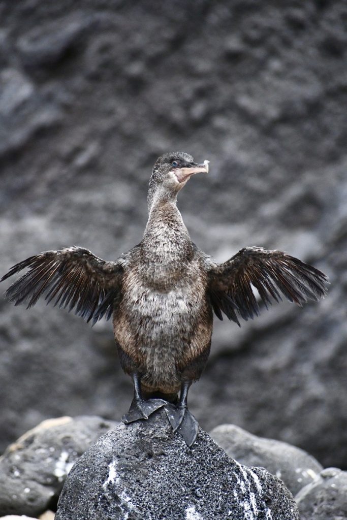 SBornstein Galapagos FlightlessCormorant