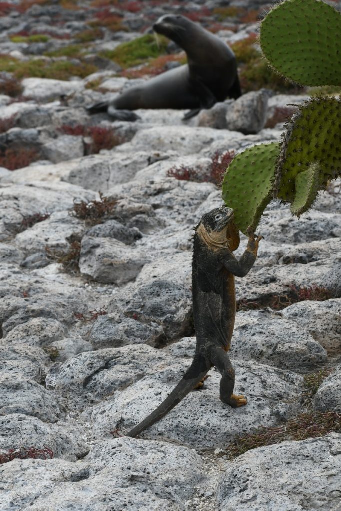 SBornstein Galapagos Iguana Cactus