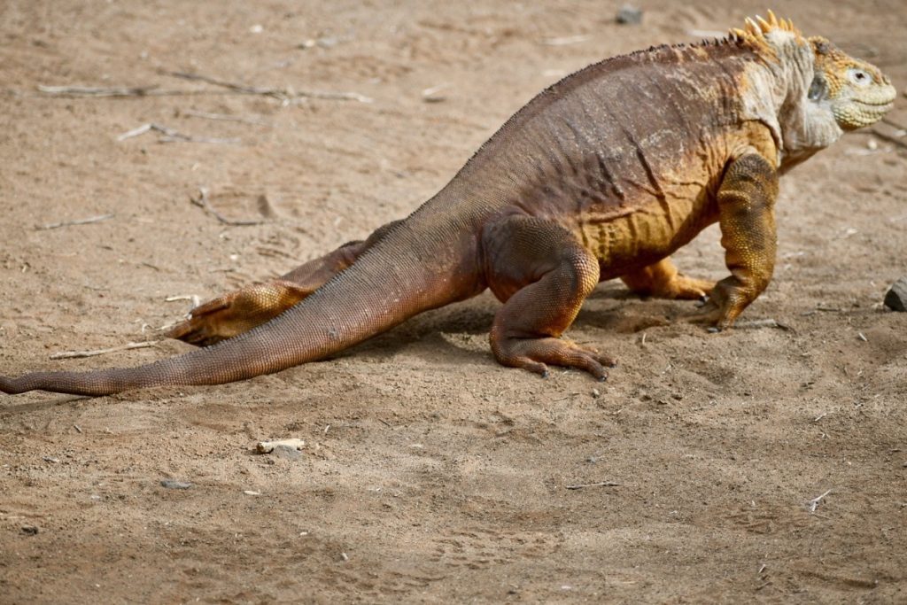 SBornstein Galapagos LandIguana DragonHill