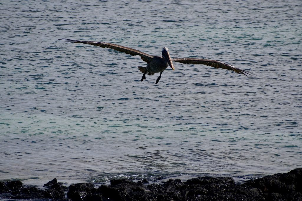 SBornstein Galapagos Pelican IsabelaIsland