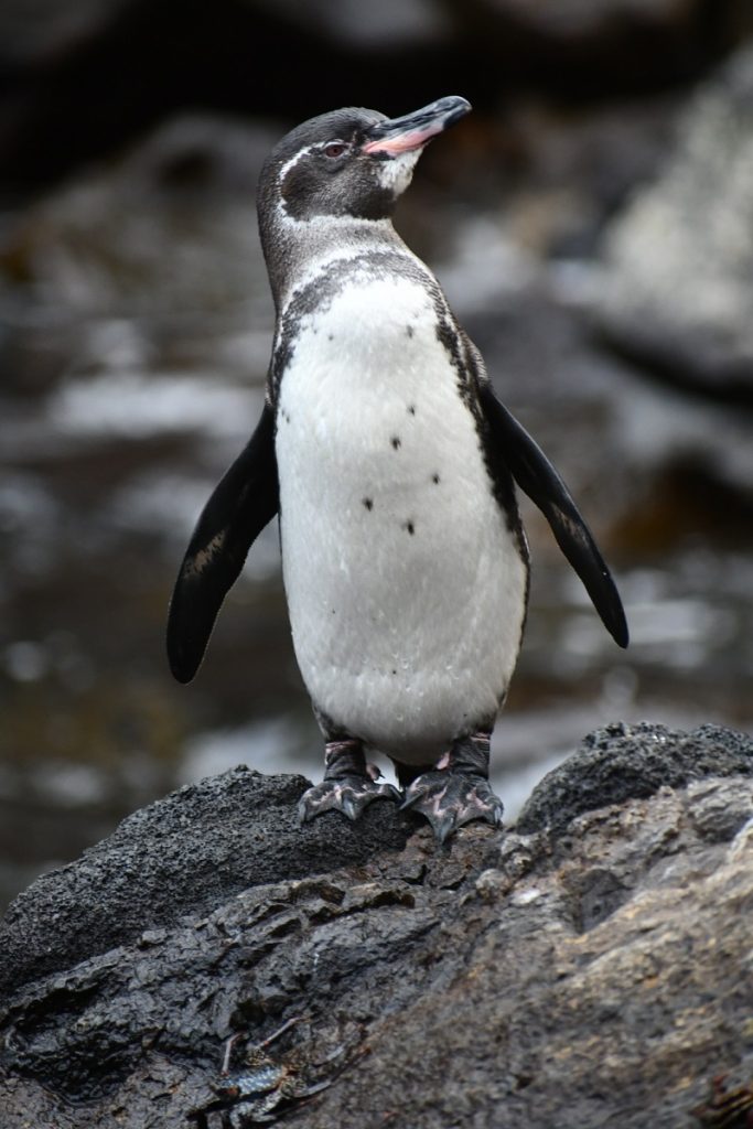 SBornstein Galapagos Penguin PuntaVincentRoca